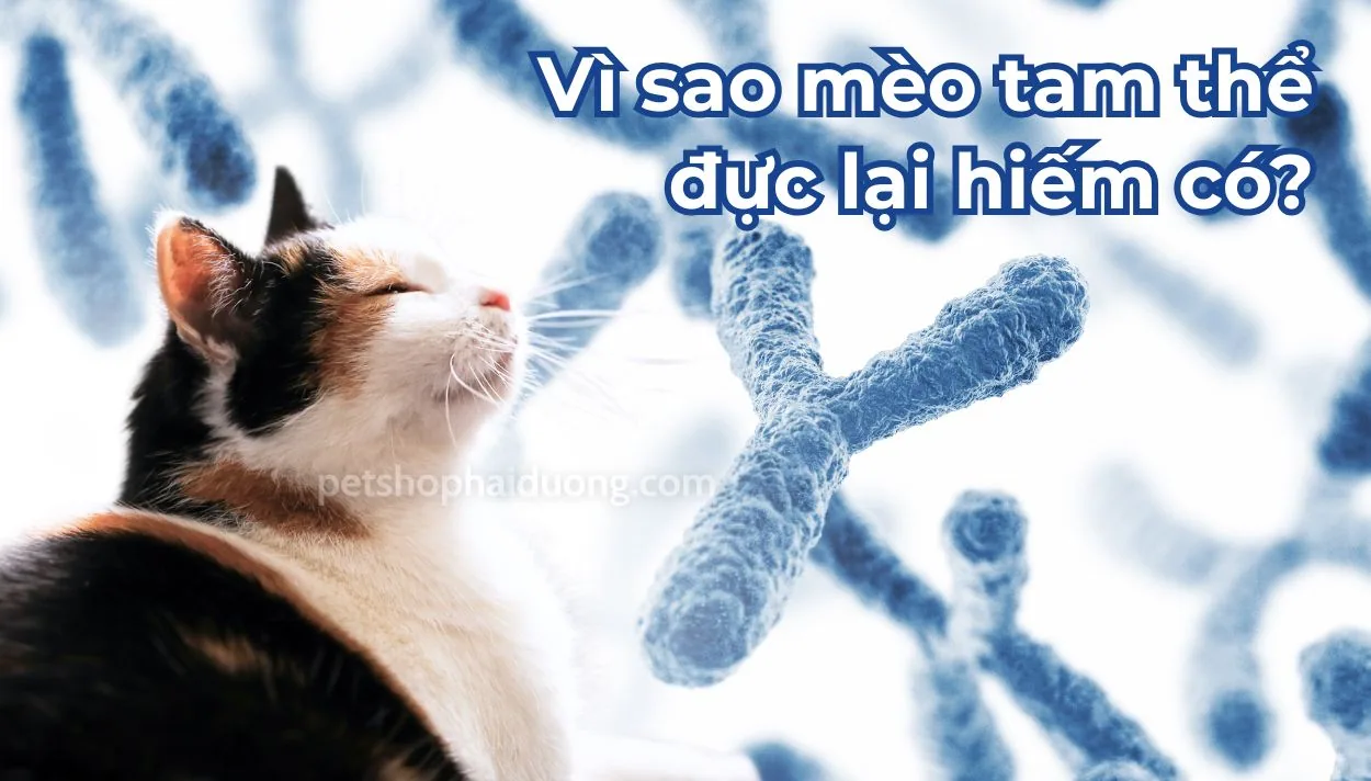 Tại sao mèo tam thể đực lại hiếm có?