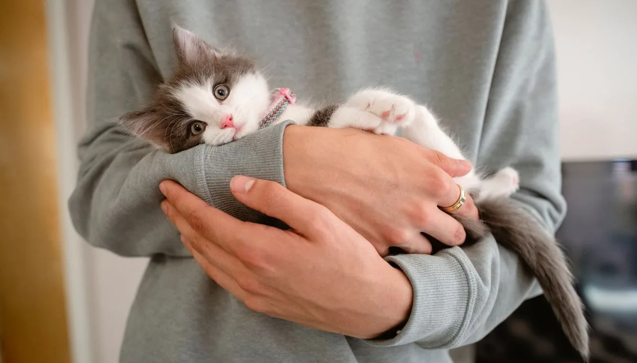 Cách chăm sóc Mèo Con cho người mới nuôi