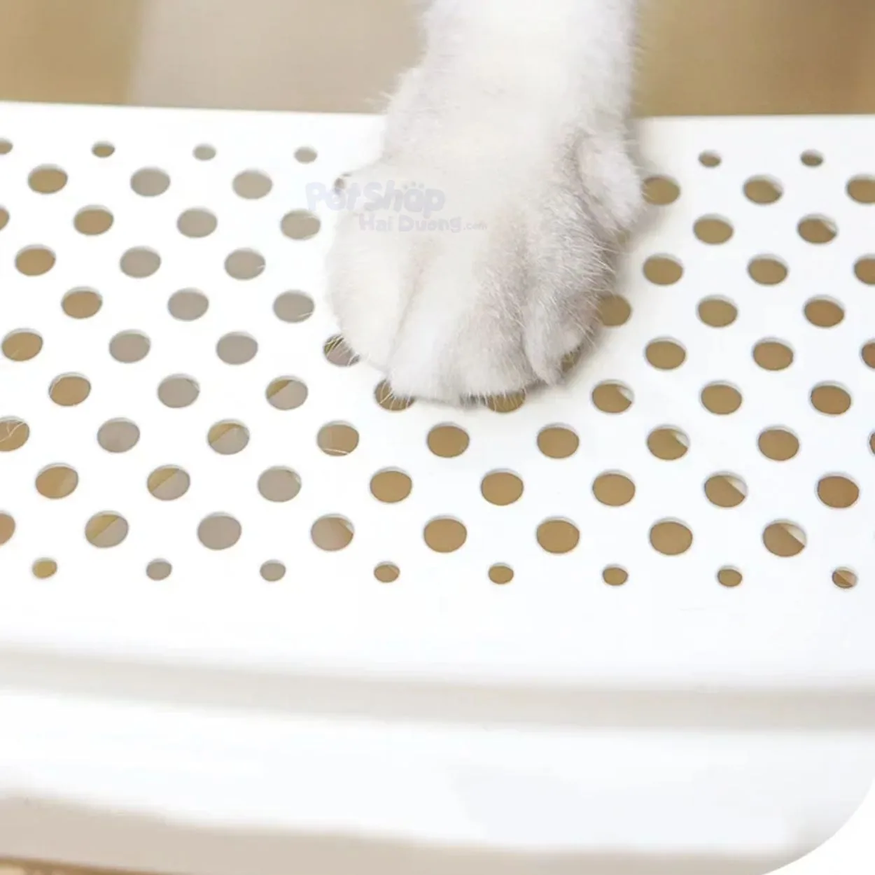 chau-cat-meo7