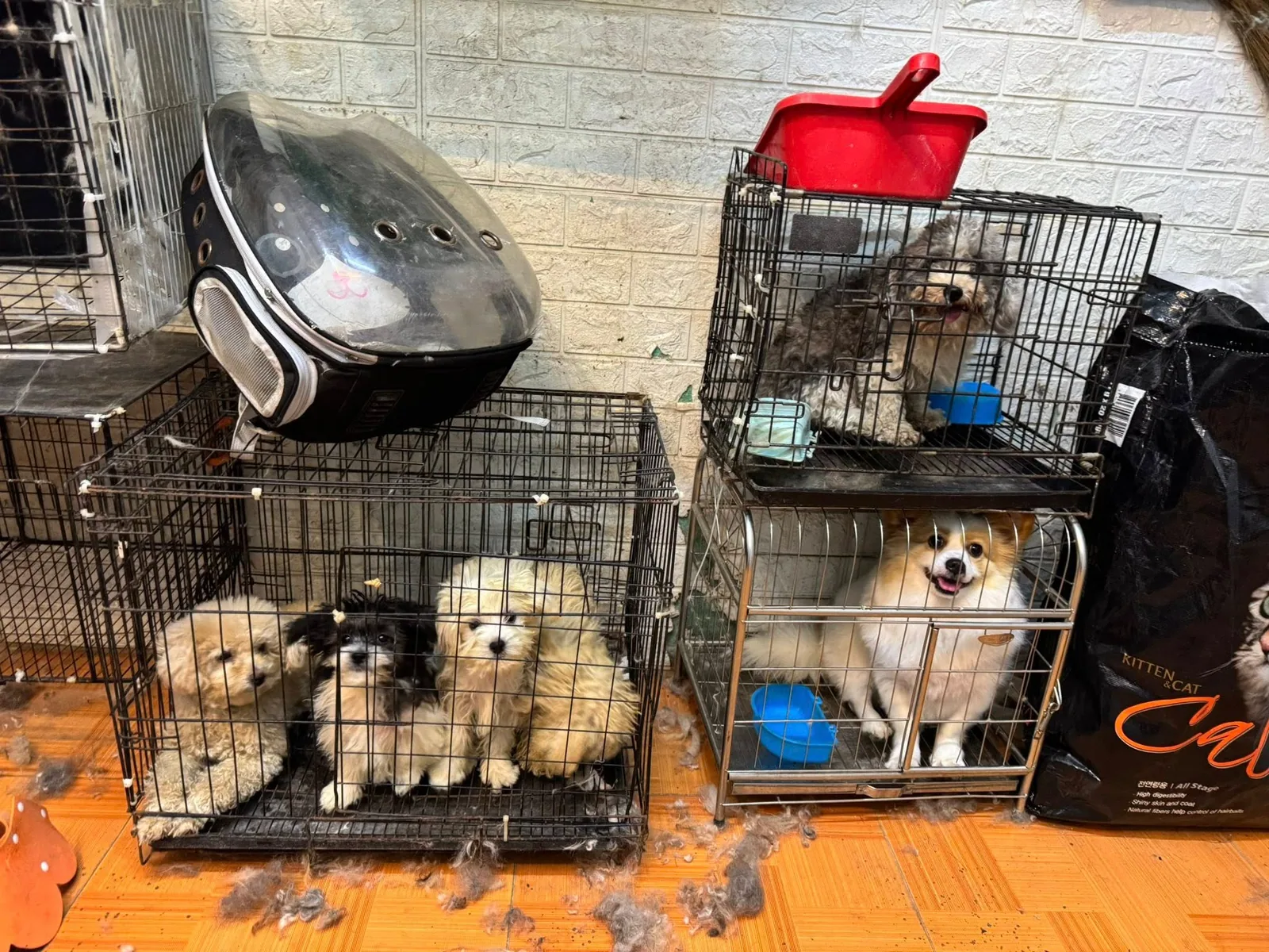 cua-hang-miu-petshop