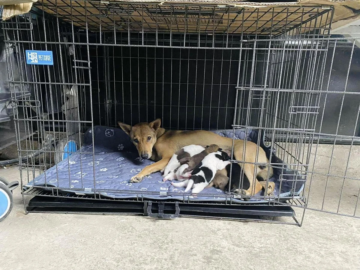 Chó mẹ và đàn chó con được trông giữ tại Petshop Hải Dương