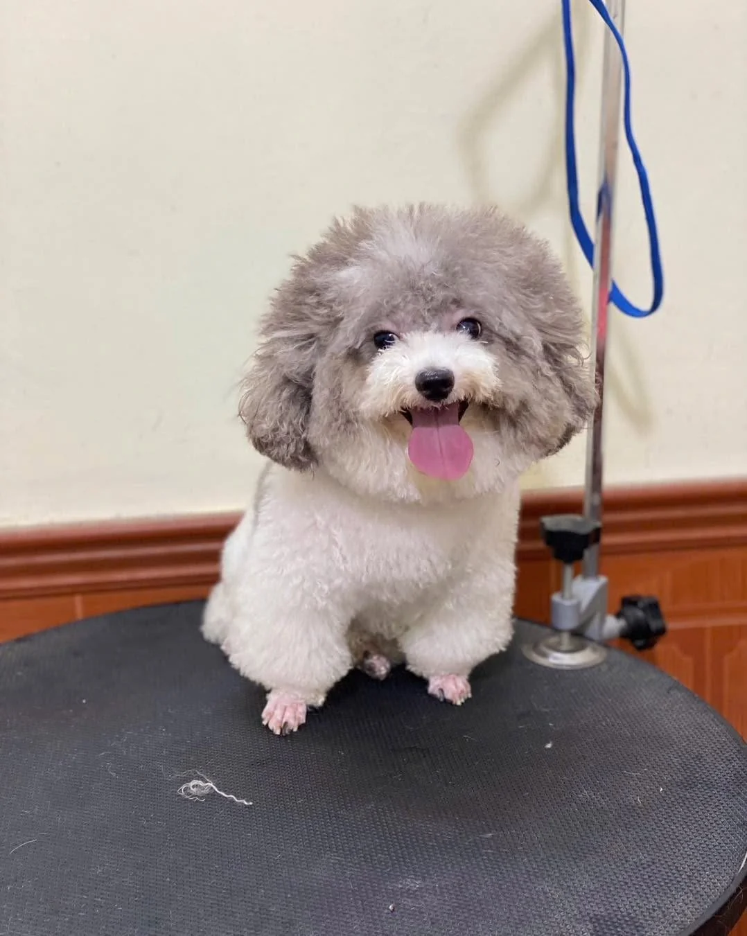 Chó poodle sau khi cắt tỉa lông tại Petshop Hải Dương