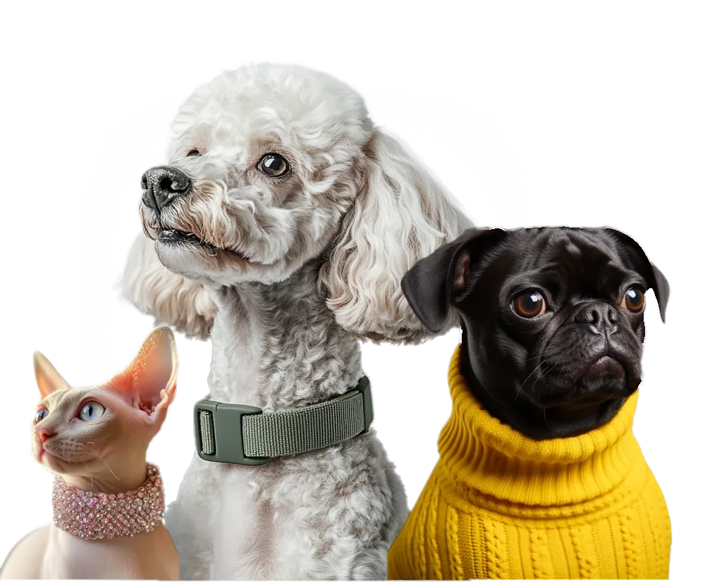 Chó và mèo tại Petshop Hải Dương