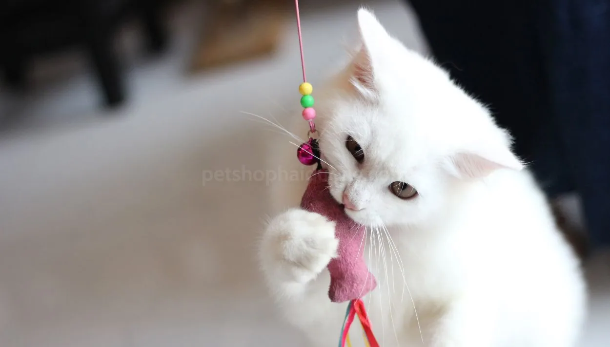 Hướng dẫn tự làm đồ chơi cho mèo tại nhà đơn giản