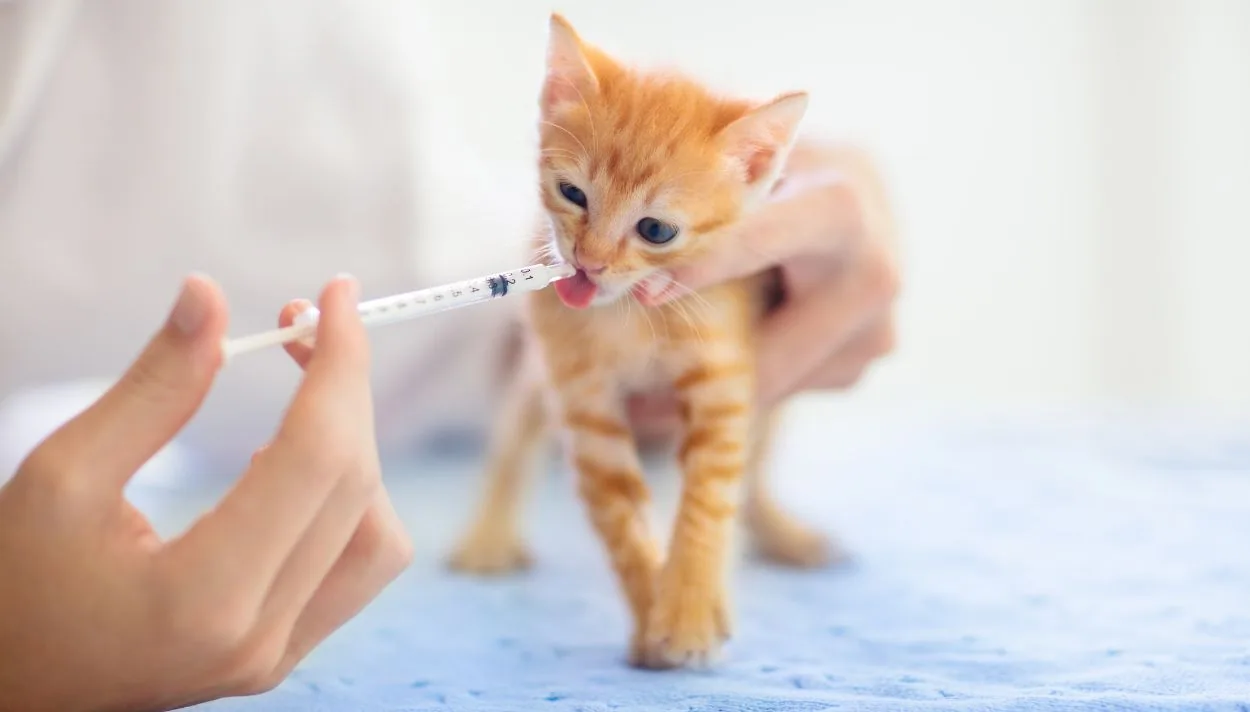 Mèo cắn có bị dại không?