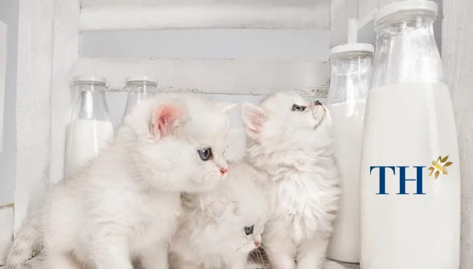 Mèo con uống sữa TH True Milk có được không? Mèo con nên uống sữa gì