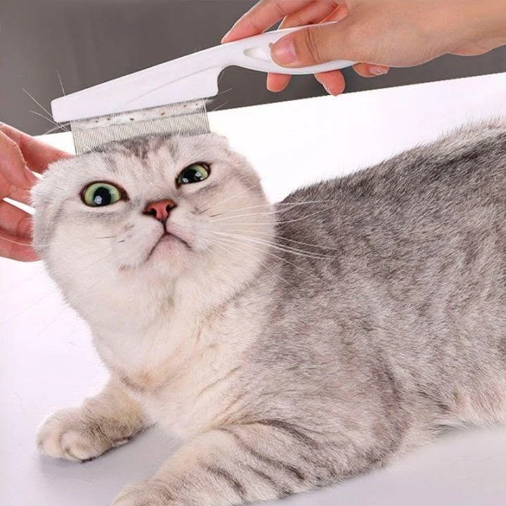 Chải lông cho mèo, tư vấn chăm sóc thú cưng