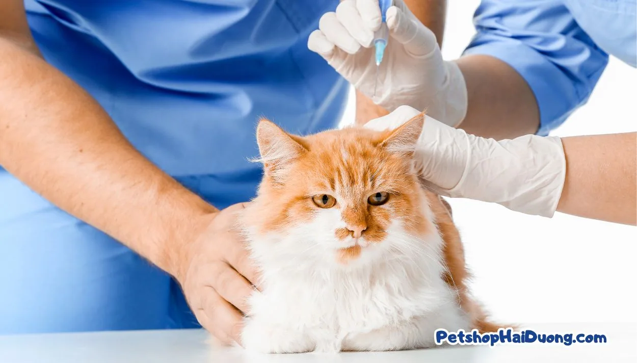 Vaccine 4 bệnh cho mèo, chi phí và thông tin đầy đủ